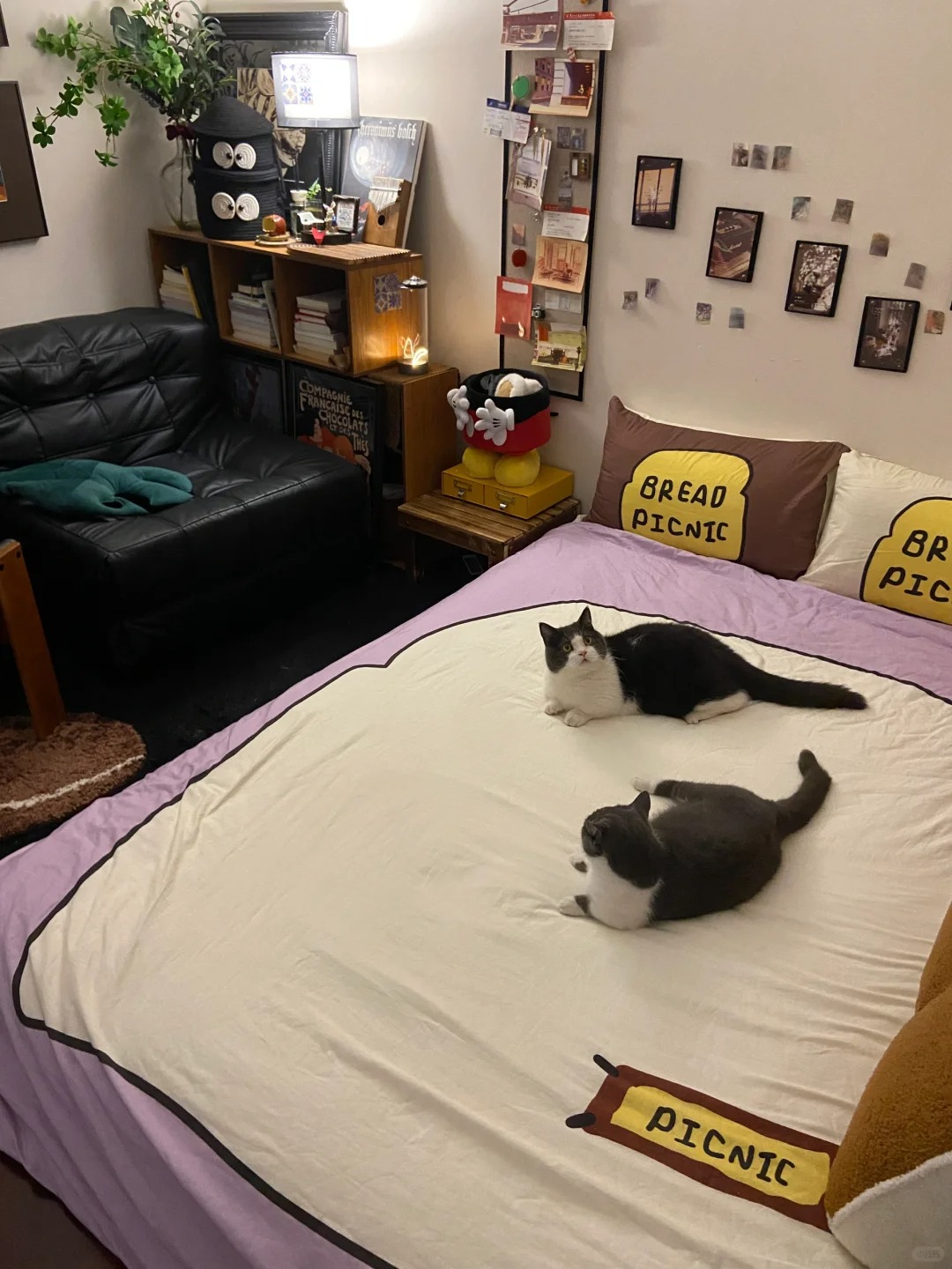 emm…猫怎么不算软装呢