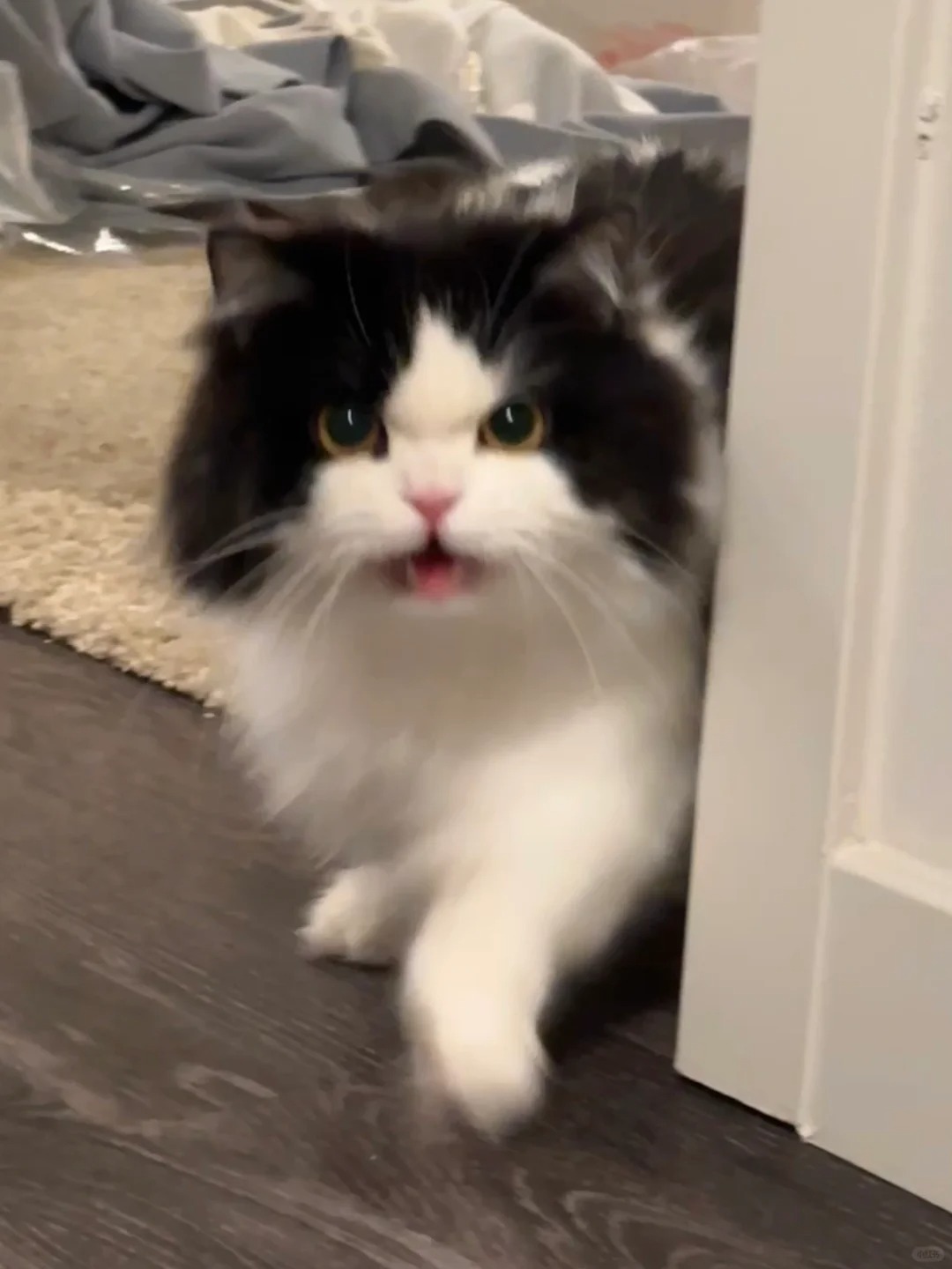 小老虎发威🐯