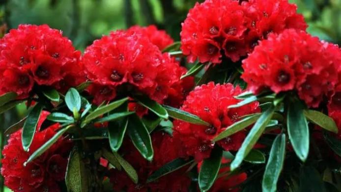 彝山上的马樱花