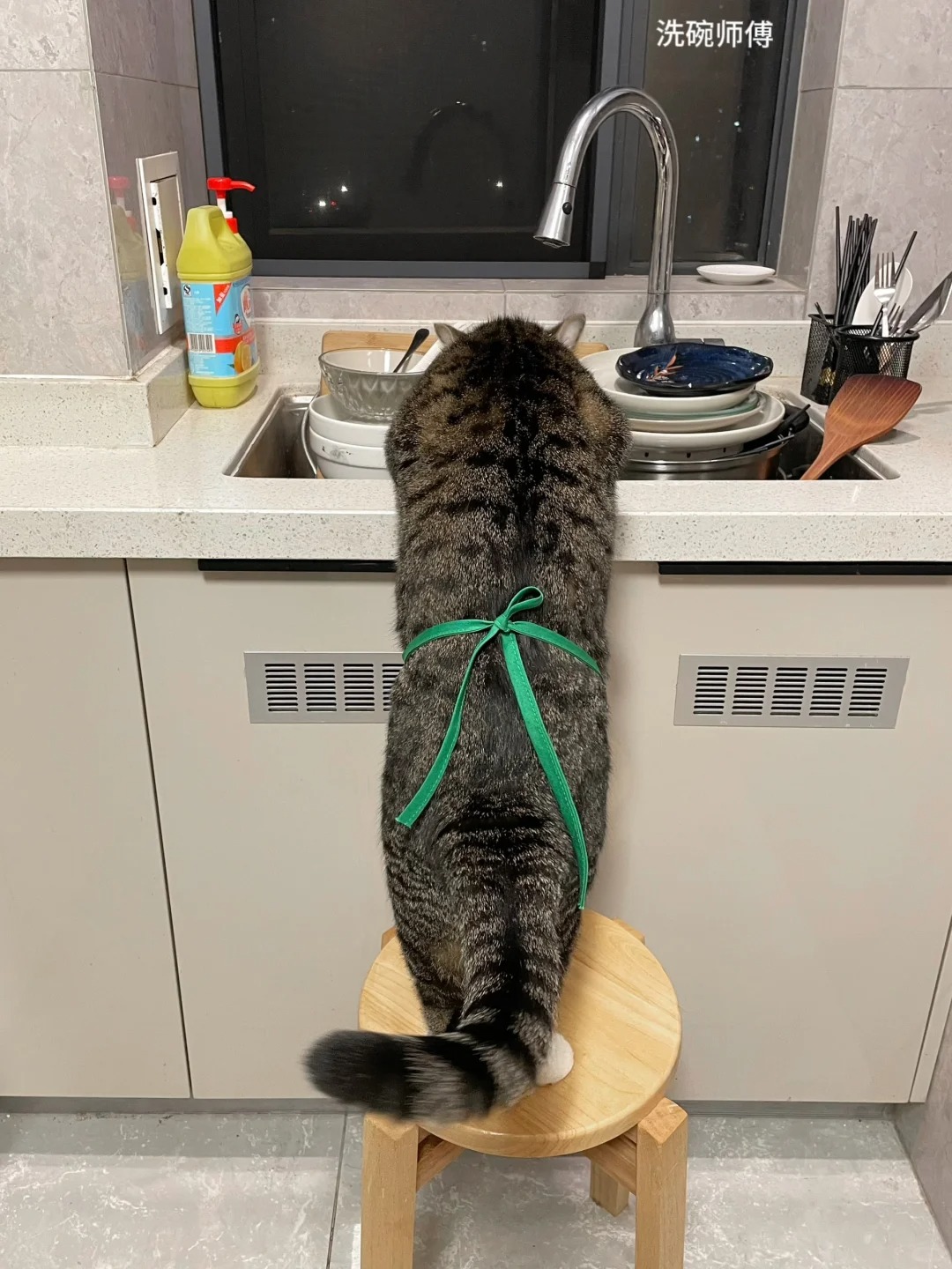 养猫不用猫，等于白养猫！
昨晚朋友给我发了这个话题，我寻思咱饼师傅不就是最好的例