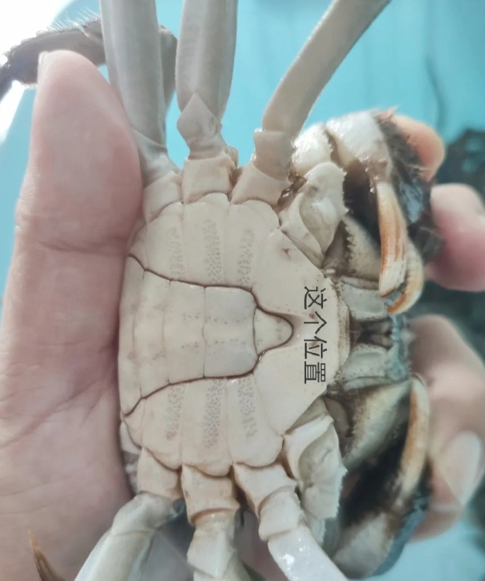 在市场买公蟹的时候一定要用手抓着螃蟹的腿颠颠螃蟹，看看它有没有沉度！肥的螃蟹用手