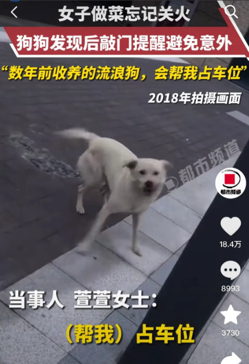 “好人有好报！”江苏镇江，一女子做菜忘记关火，被家中狗狗发现后敲门提醒，有效避免