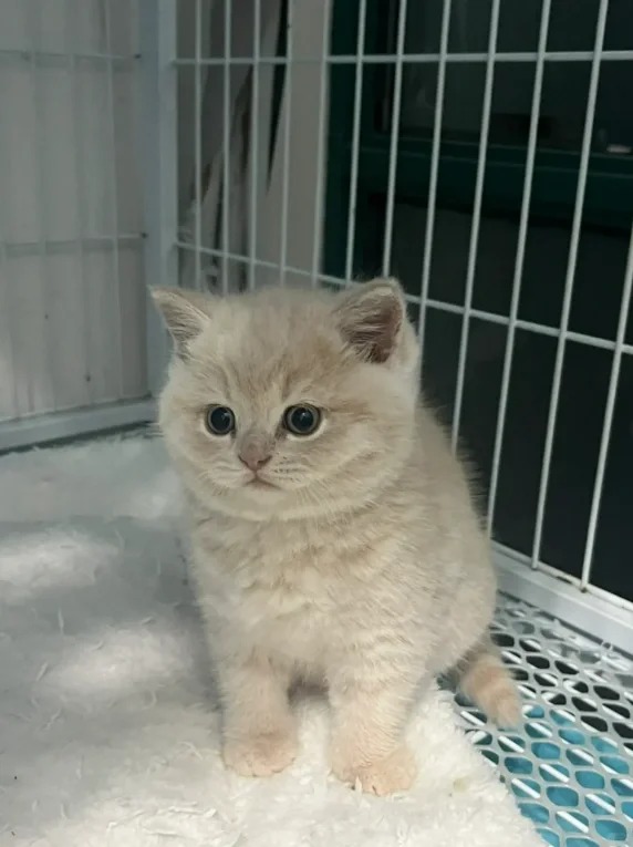 一人一句劝退我养猫的想法
最近朋友买了一只猫猫
实在太可爱太软萌了
养猫有什么缺