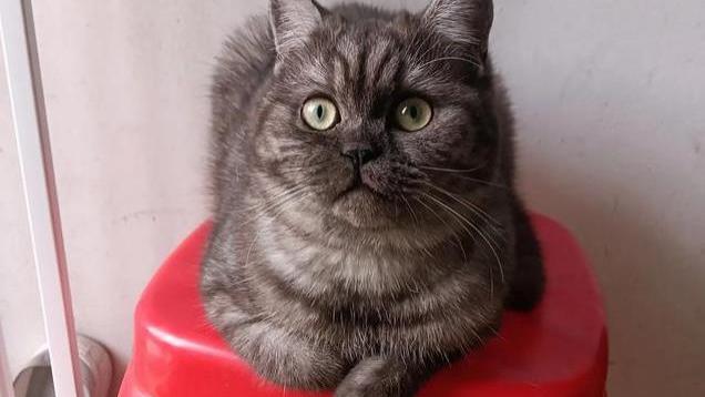 养猫人的底线是啥？之前我以为是不让猫上床睡觉 养后才知是没底线