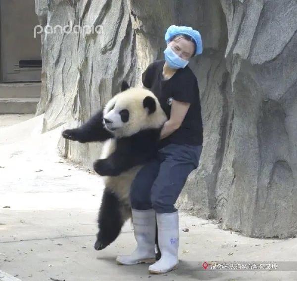 你说你这家伙，哪有半分野兽的样子