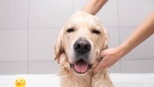 人类为什么这么爱养宠物？进化论背后的“喵星人与汪星人密码”