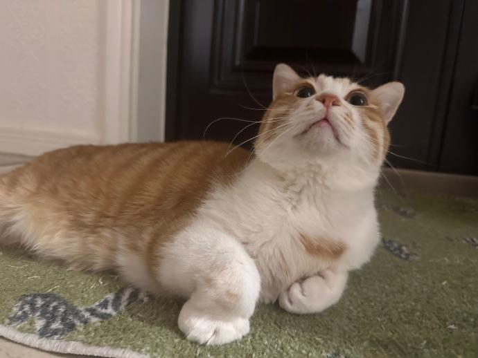 谁家的猫咪爪子像小猪蹄，真是太萌了！😍🐾