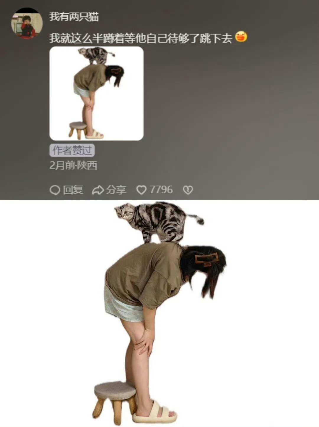 《慈母多败咪》对猫咪100%容忍度