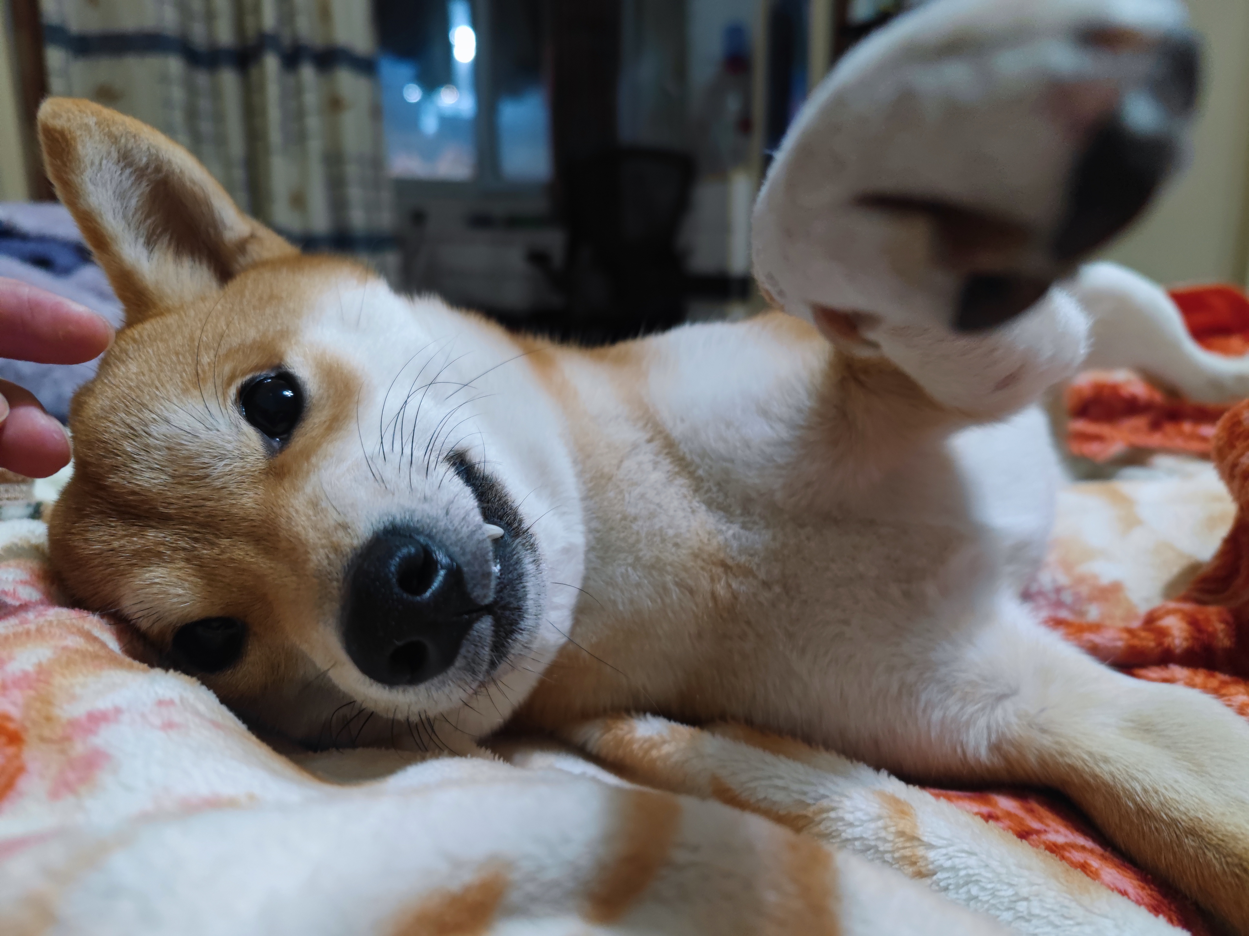 我家狗崽子怎么长得像黄鼠狼呢