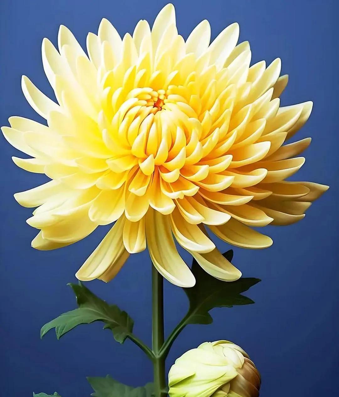 #上联：玫瑰朵朵含春韵，诚邀下联#
菊花支支润秋意。