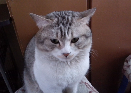 猫咪打喷嚏，背后原因多，应对有妙招