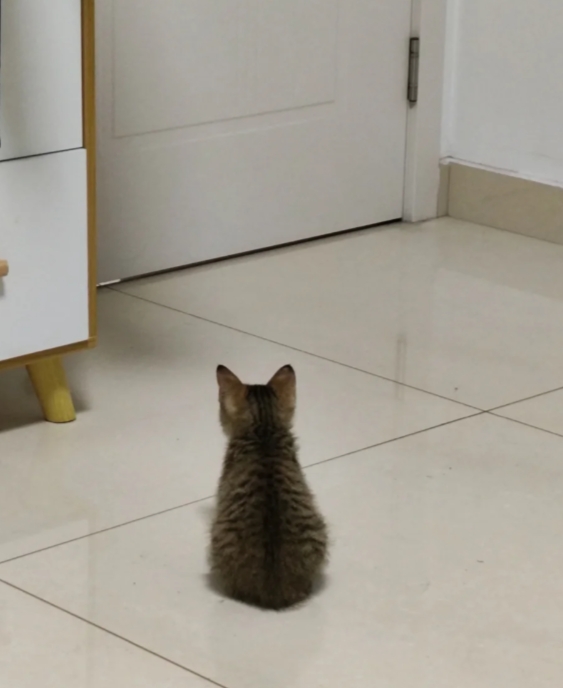 狸花猫养不熟怎么办？吃饱了就是拥有独立人格的小猫，没吃饱才假装贴贴的心机小猫。