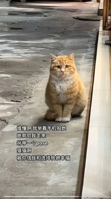 她显得胆怯而谦恭，这是因为她是一只小猫咪。 ​