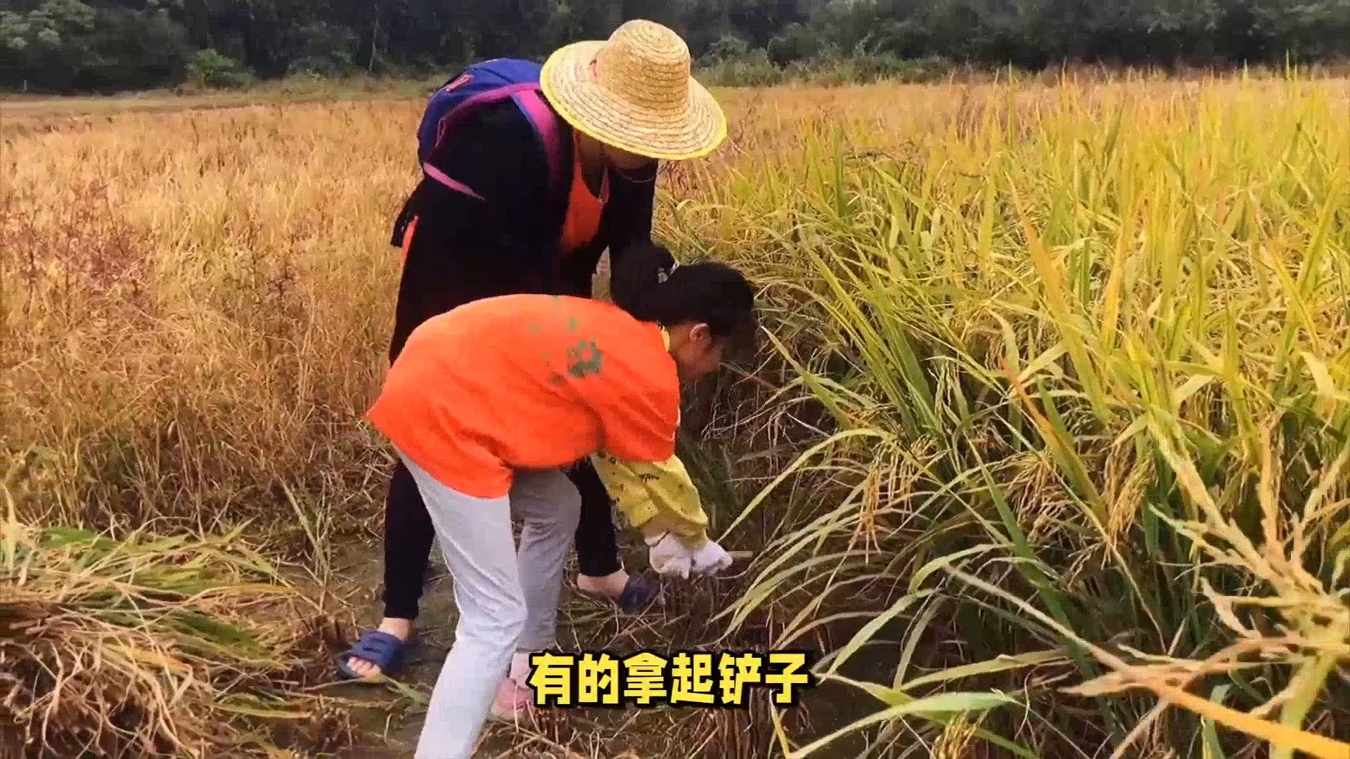 高中生雨中温情一幕，助老收稻显爱心，体育老师：他们最棒！