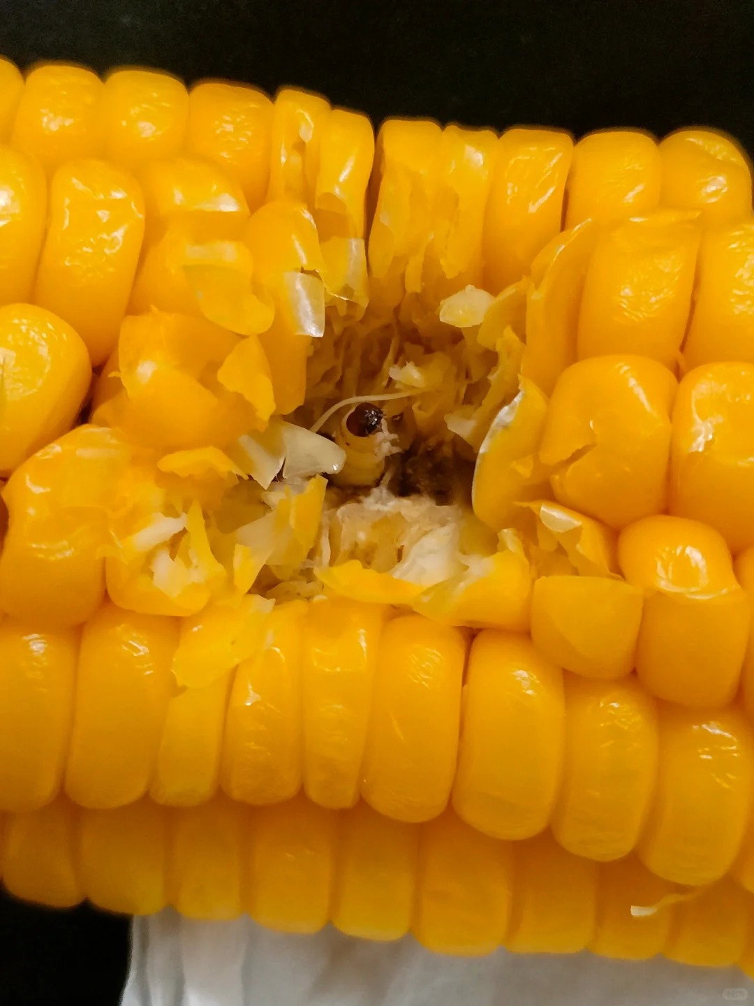 此时一位吃玉米的少女发出尖锐的爆鸣声
室友：你不会吃一半才发现的吧
我：那倒不是