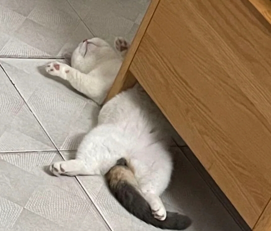猫科动物在睡着的时候是很警觉的