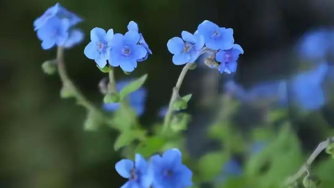 嫁出去的女儿，回娘家后，最好不要多管闲事，要时刻记得这六个字