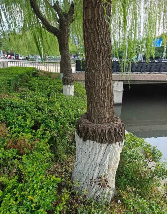 好想知道这棵树的故事
