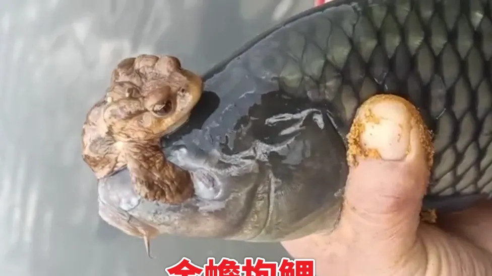 云南男子遇上金蟾抱鲤，鱼眼睛都快被抱瞎了，网友：快把蛤蟆弄下来！