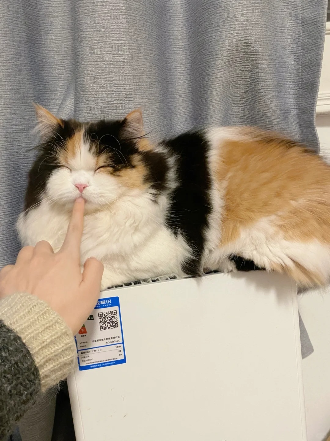 难怪金鱼都怕猫……
这搁谁谁不害怕啊