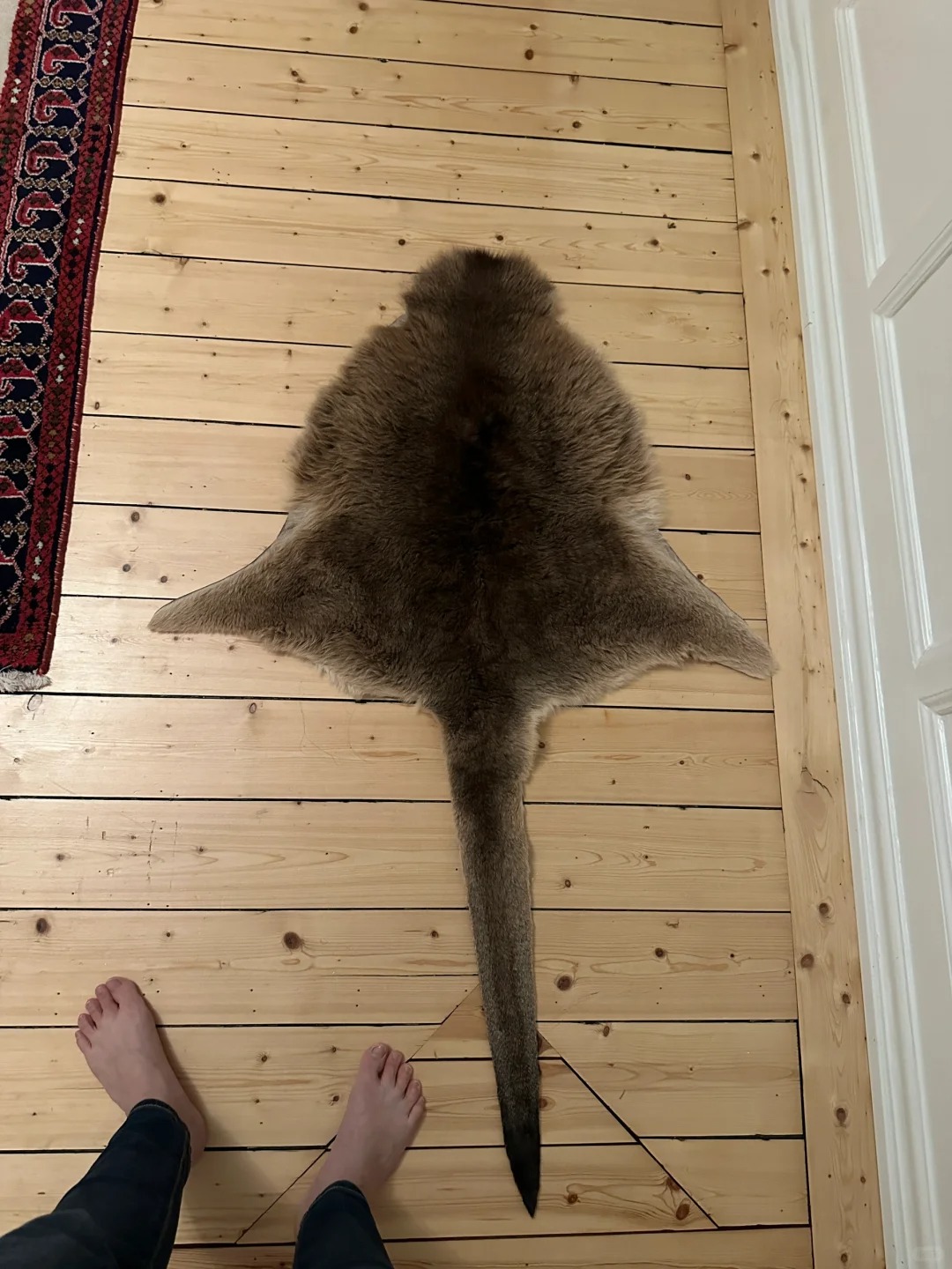 袋鼠皮怎么用？朋友送的
澳大利亚的朋友送给我的
很久了，一直铺在地上，感觉尾巴都