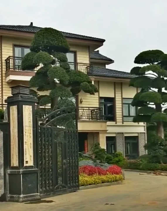 2023年广东，一男子破产后变卖别墅还债，而门前有2棵价值150万的罗汉松，有小