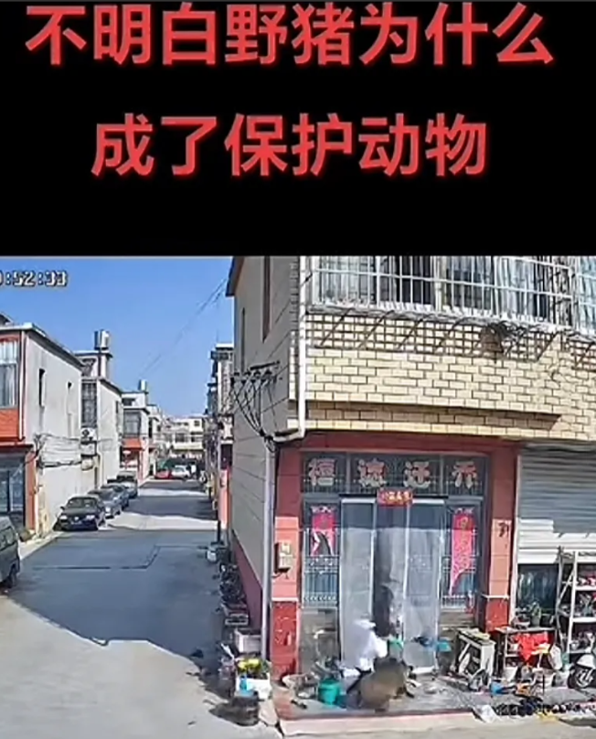 女子为保护邻居孩子被野猪攻击倒地！

1、那个下午，小区里孩子们正玩得开心，这位