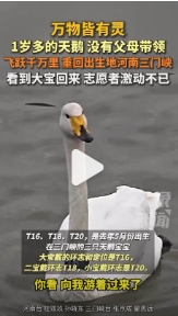 河南三门峡，1岁多的天鹅没有父母带领，飞跃千万里重回出生地河南三门峡，看到“大宝