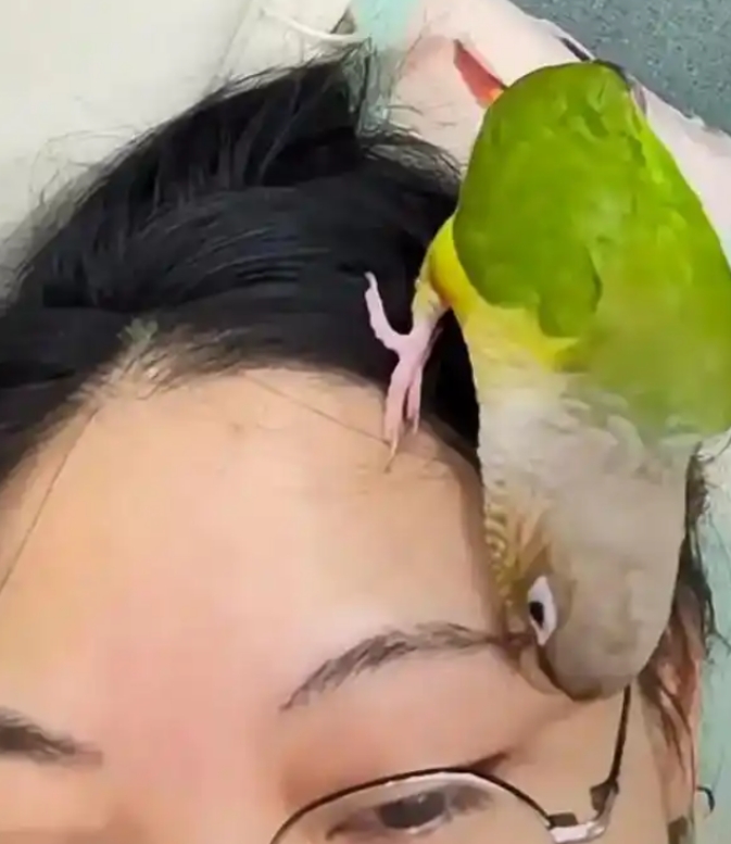 养的鹦鹉爱拔头发和眉毛咋办？女子养了只鹦鹉，喜欢在她头上玩。趁着女子忙于工作，鹦