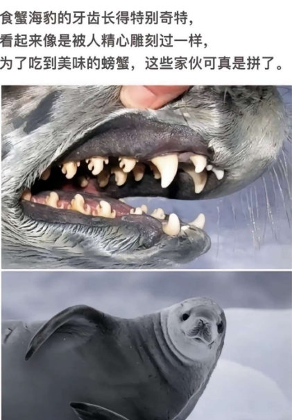 食蟹海豹的牙齿长得特别奇特