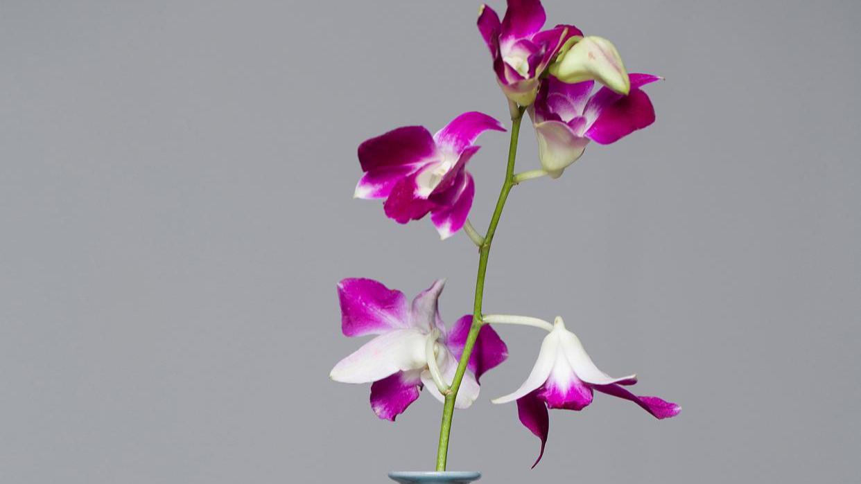 心理测试：哪个花瓶最好看？测测你在他的心里排第几？