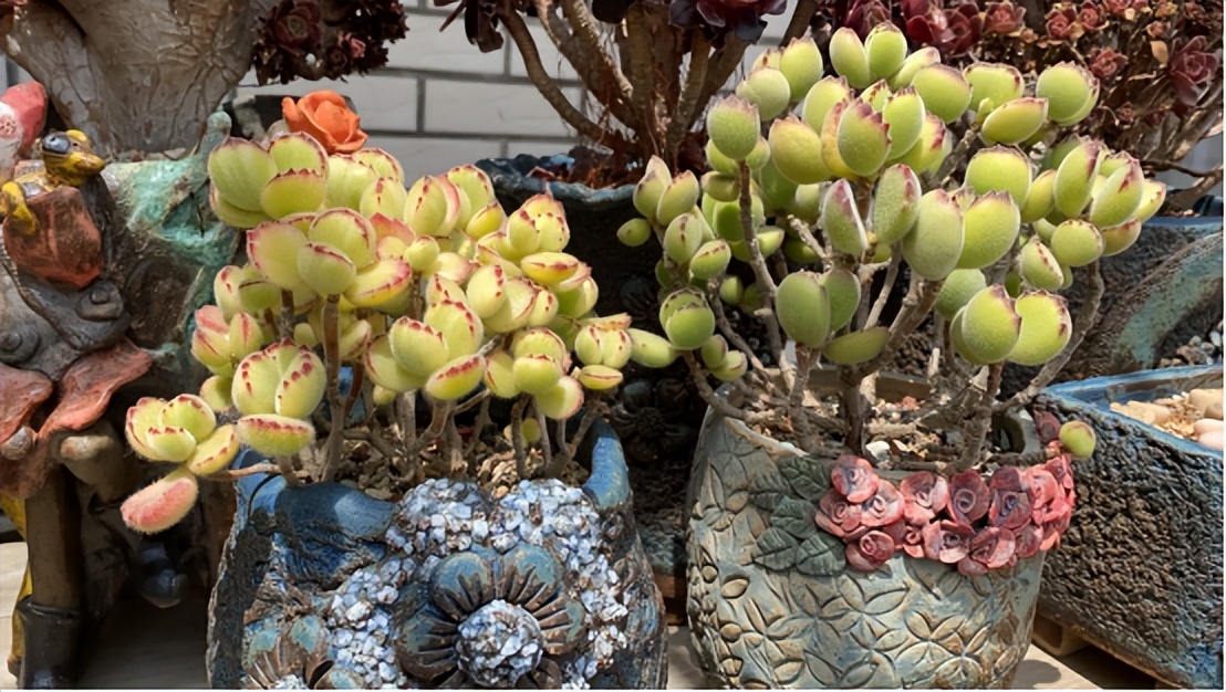 4种花，“白送”都别要