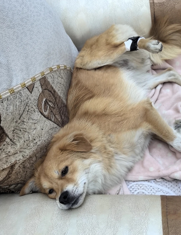 狗狗开始怀疑狗生了吗？