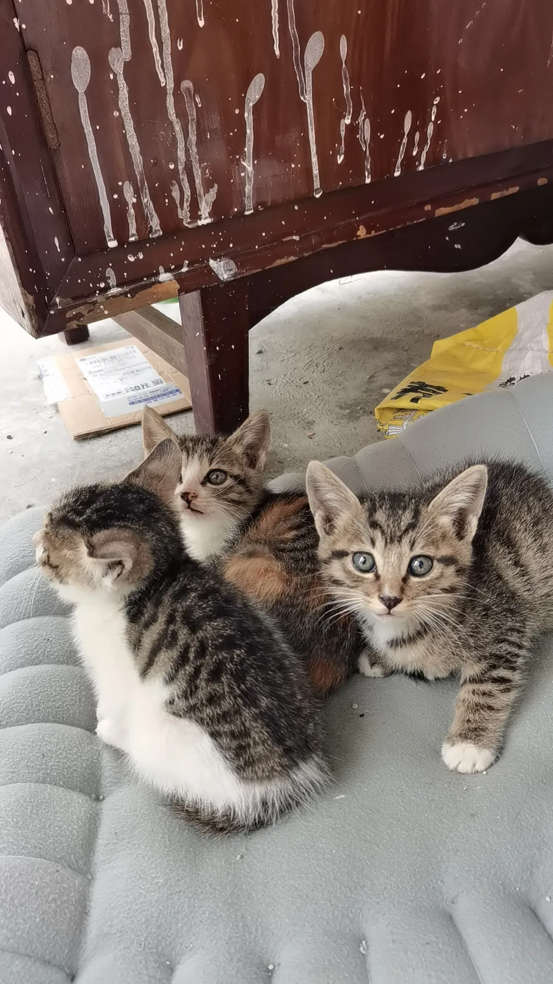 你有遇到过自来熟的流浪猫吗