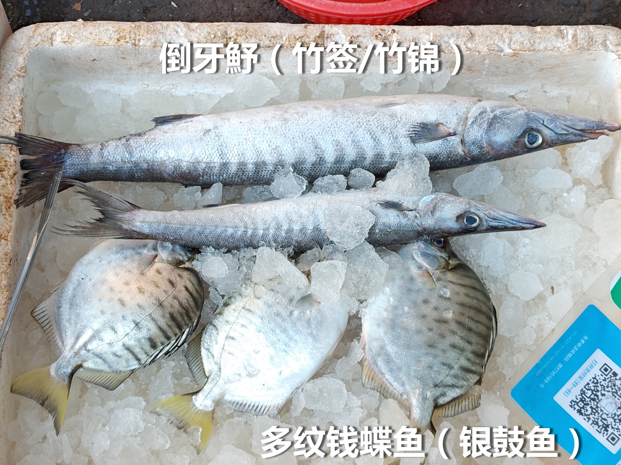 倒牙魣，俗名：竹锦、竹签。肉质松，食味一般般，多见，能长到90cm。烹调建议：腌