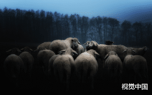 羊群诡异死亡后我亲眼撞破怪物吃人