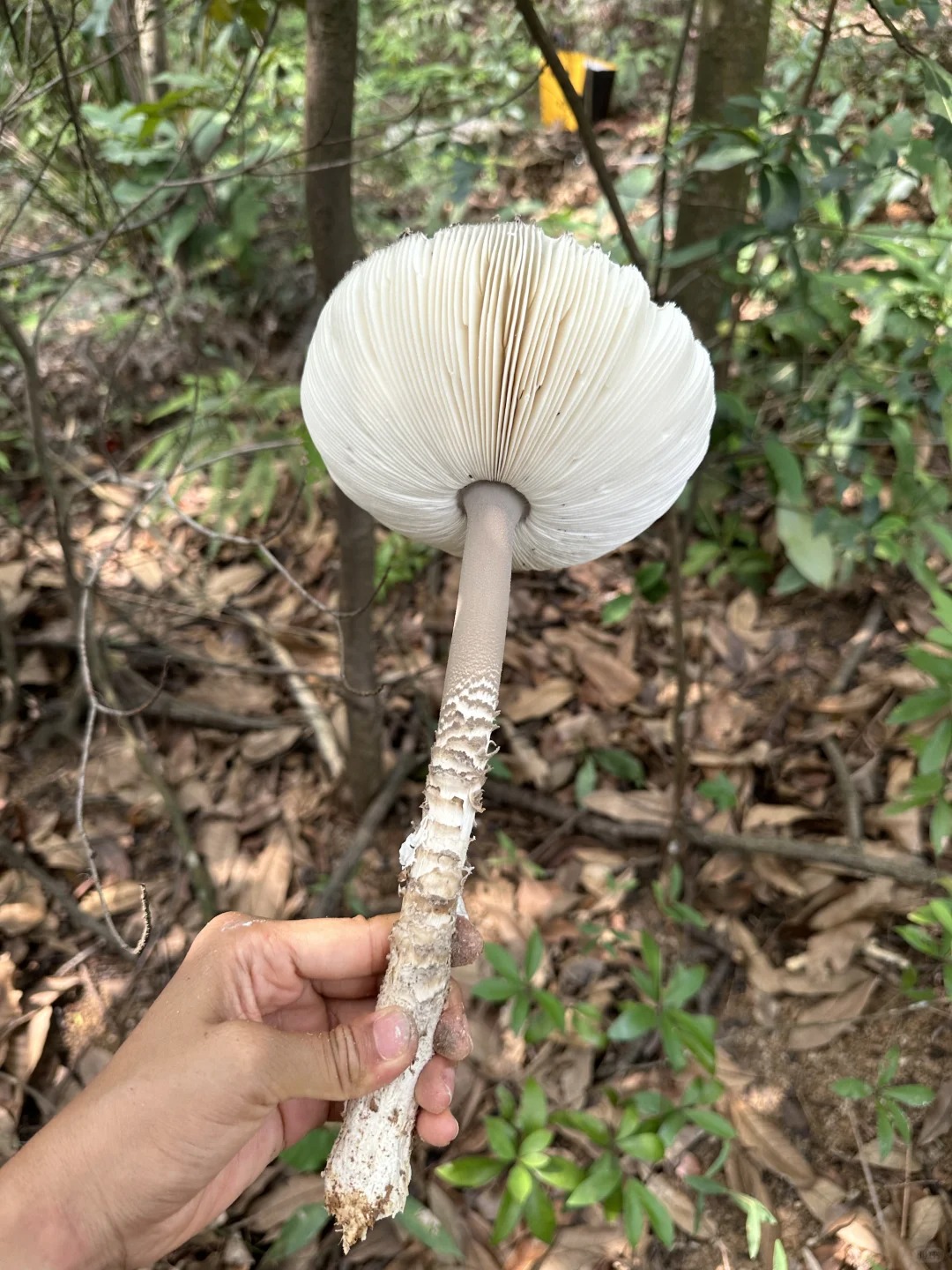 在深圳！捡到蘑菇窝了吗？是不是中华鹅膏？
今天捡了好几朵大家伙，不确定到底是不是