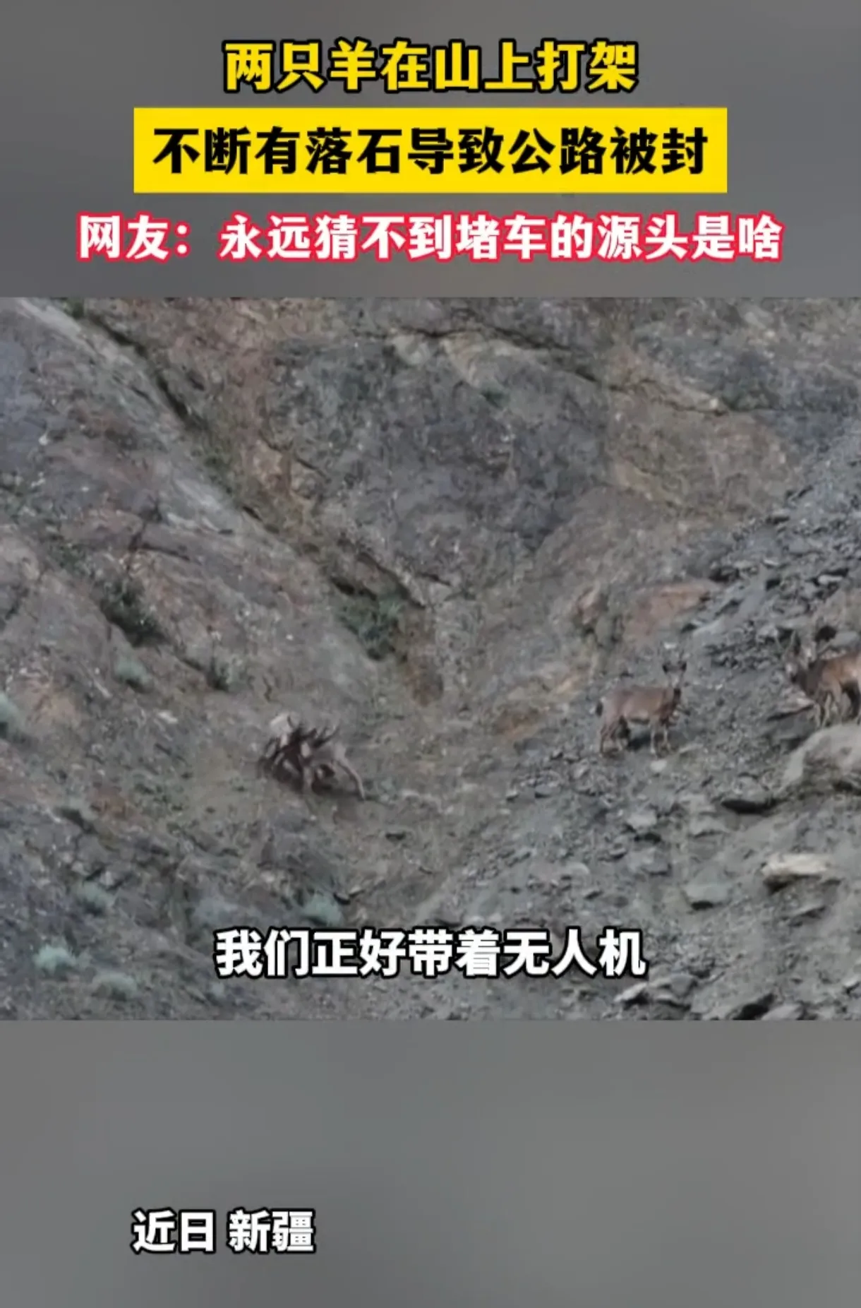 两只羊山顶激战，高速路无辜躺枪！网友：这锅谁来背？

近日，新疆甘沟高速路上演了