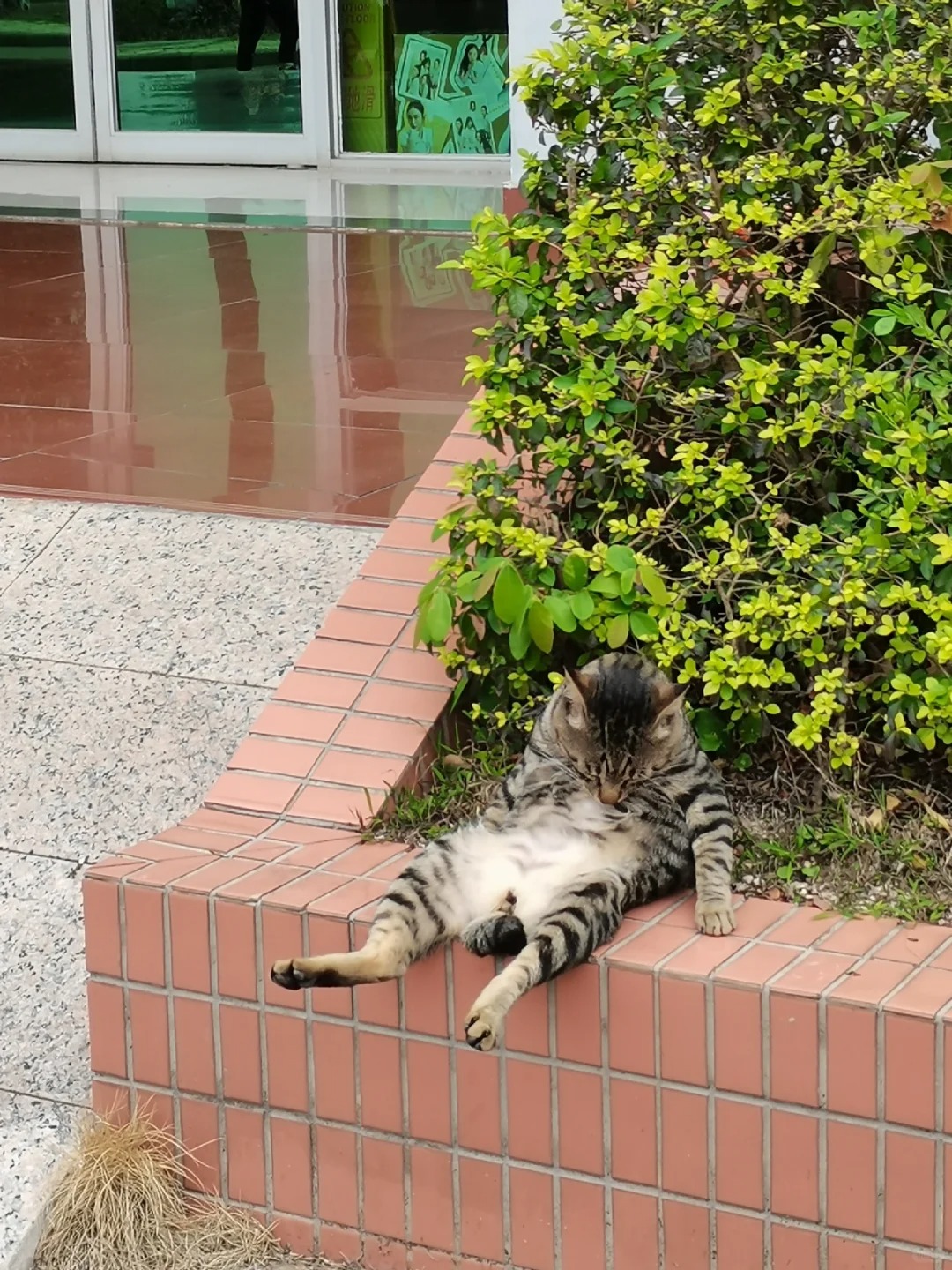 感觉被学校的猫骚扰了...
凉茶哥坐在宿舍门口发愁
猫到中年，屁屁空了，肚子大了