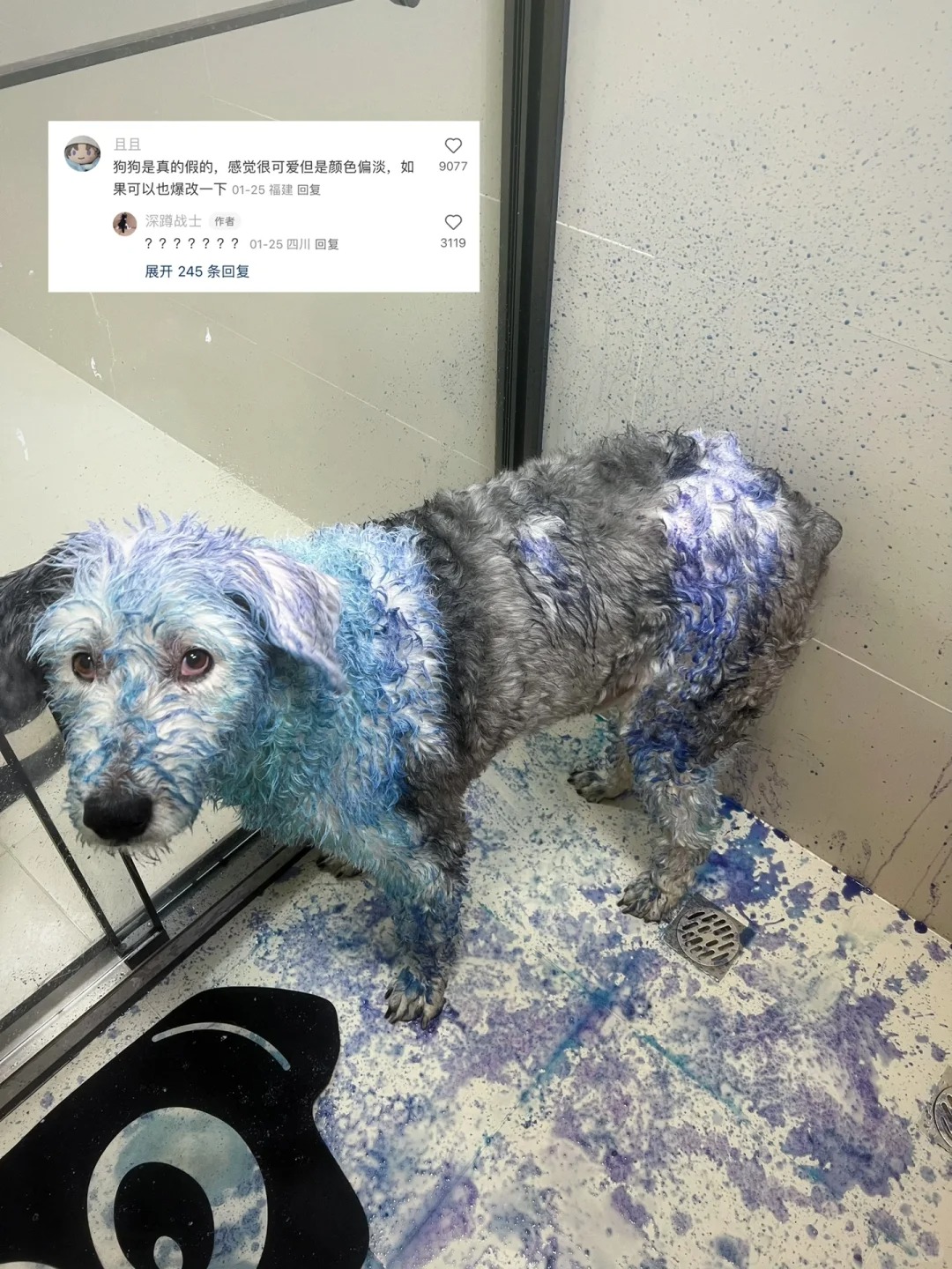 忍痛对狗下手了
有人说狗狗颜色太寡淡了
今天染了，就是这个狗怎么不太上色啊