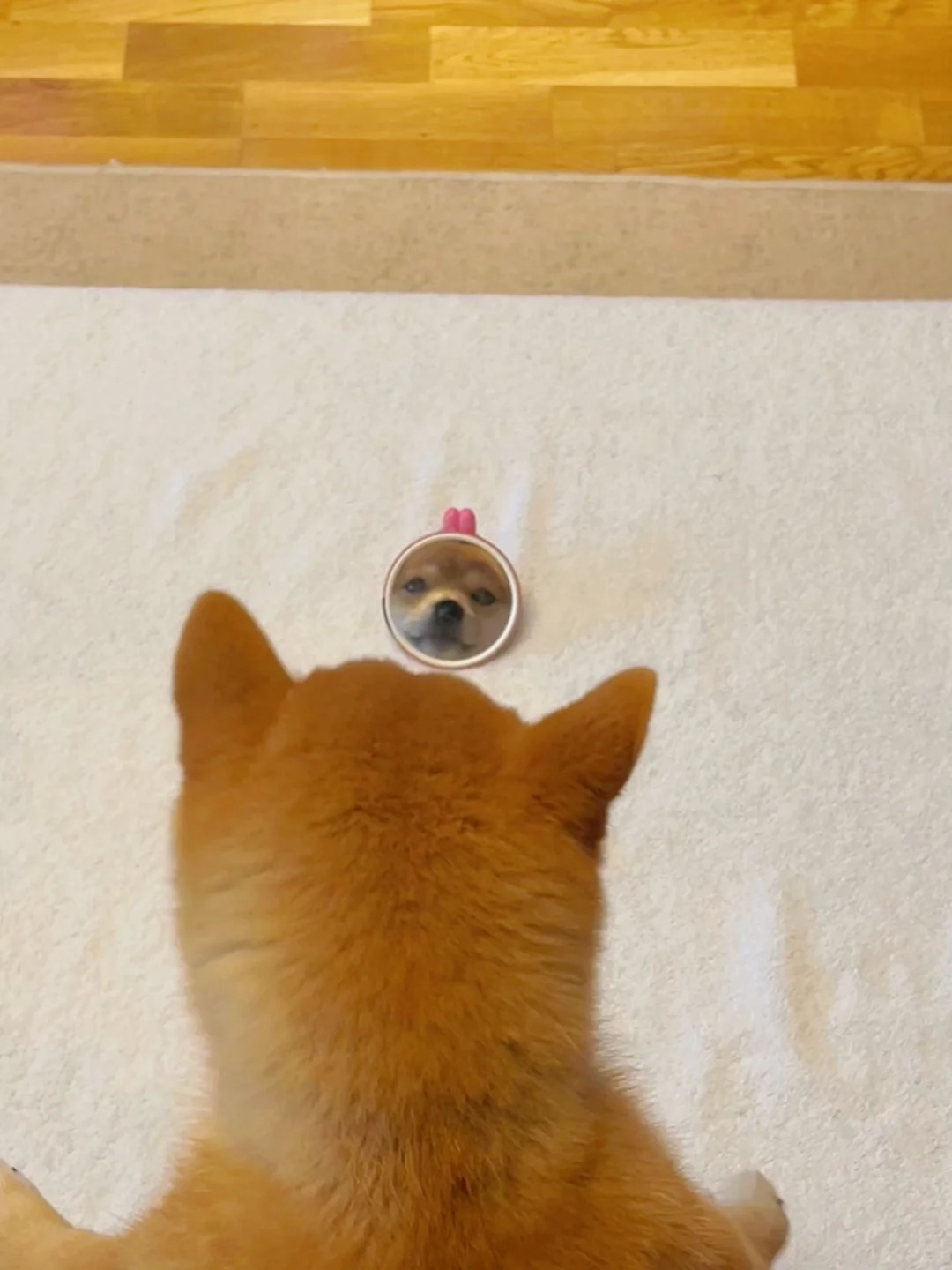 柴犬都这么臭美吗？！
你到底在臭美什么！天天喜欢照镜子，嘻嘻真好看。