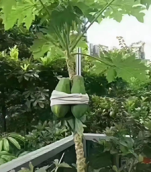“摩羯”台风6日才到海口，目前距海口还有约610公里。但现在海口已经电闪雷鸣，风
