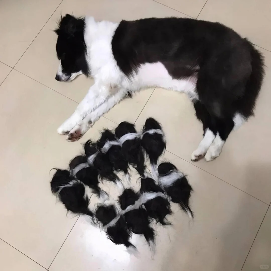 建议头胎生边牧的7点理由
建议第一次生边牧，理由：
第1聪明：边牧的智商非常高，