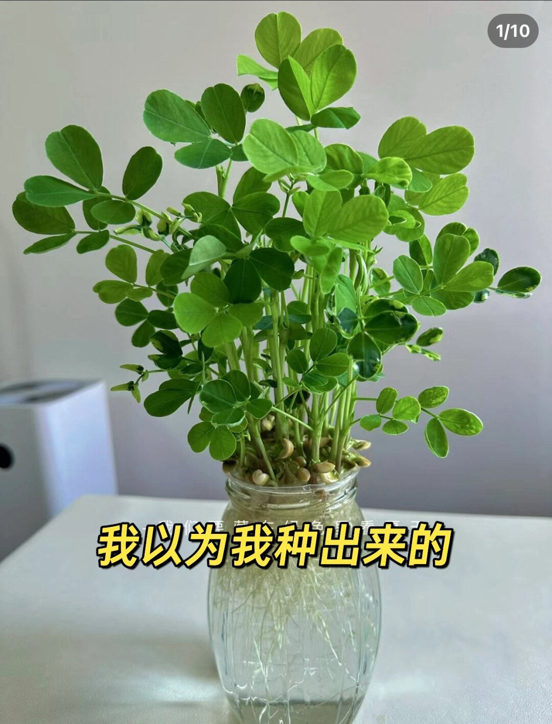 水培花生初尝试，生长不如预期？

🍃那天，偶然间看到别人分享的水培花生，那绿意