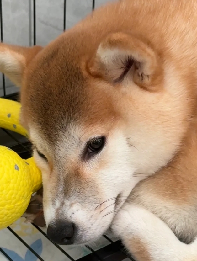 这只柴犬像不像烤焦的吐司面包