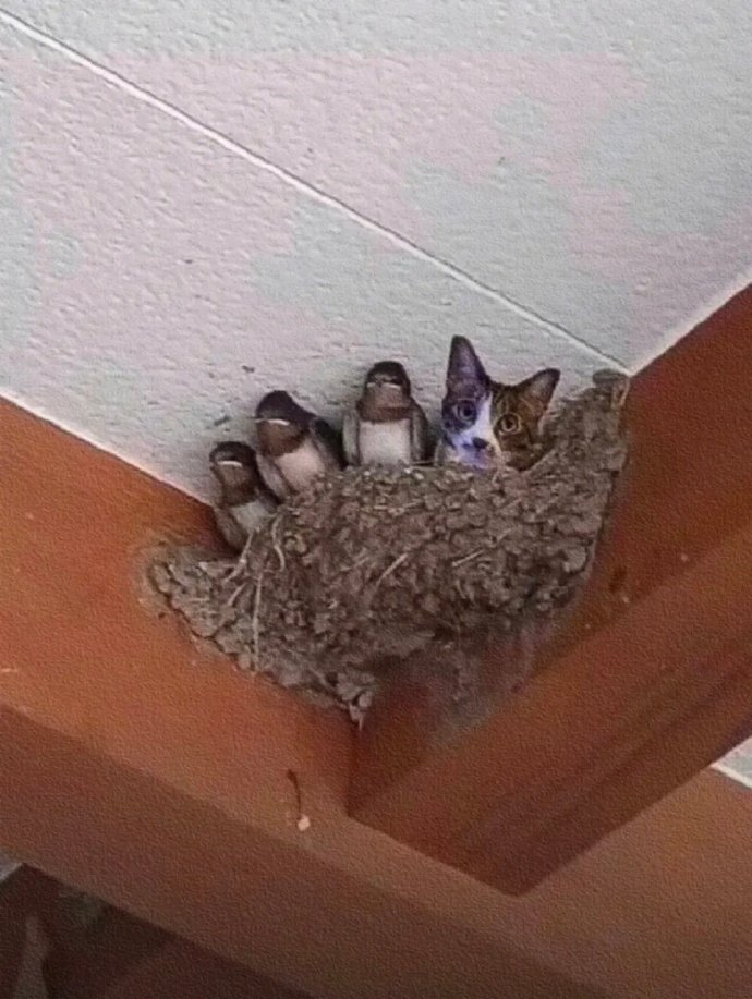 我们中，出了一个叛徒