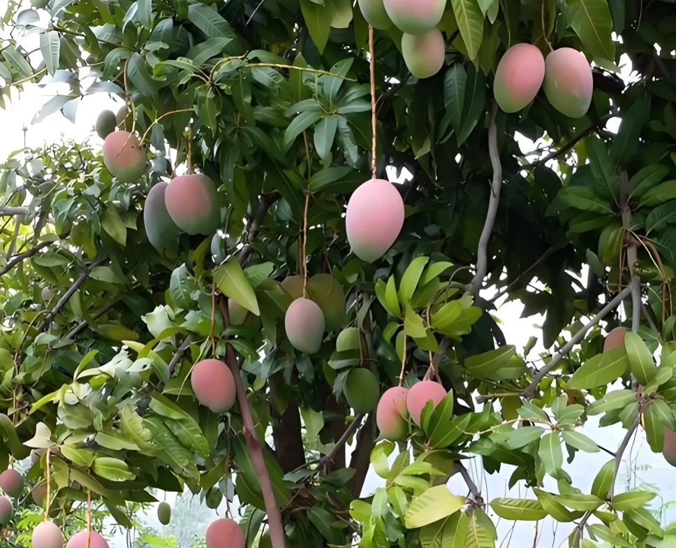 “还让不让人活了？”四川攀枝花，男子全村种芒果，路太窄卖不出去，男子借了7万元把