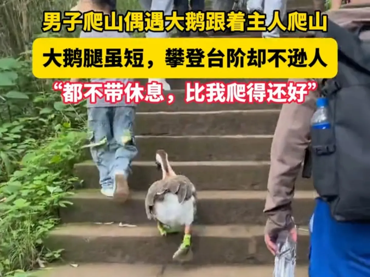 大鹅勇攀高峰，萌翻全网！主人携爱宠共赴山巅，笑料不断！

一男子爬山偶遇大鹅，它