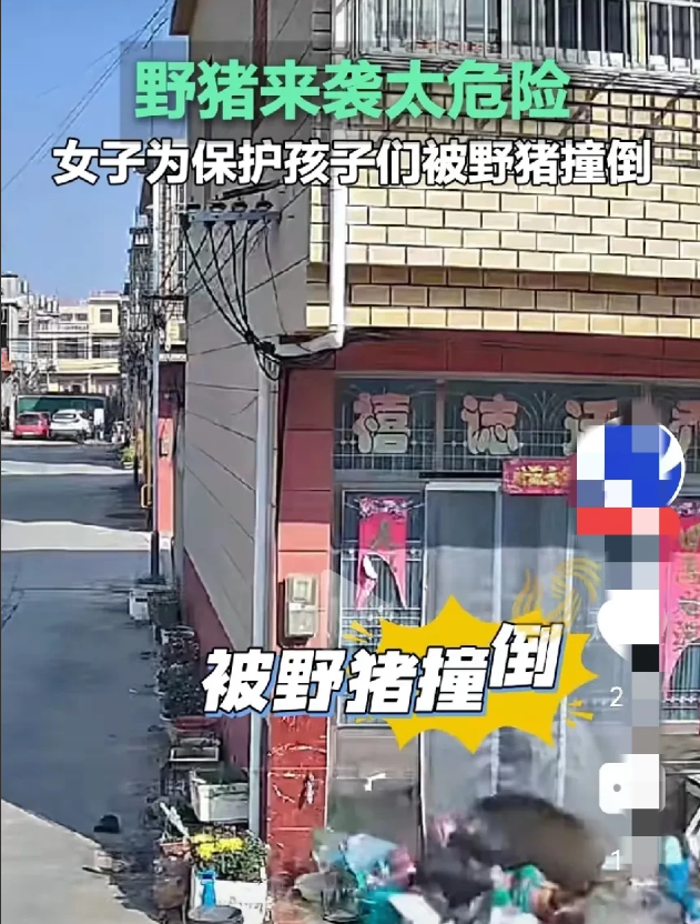 上海一女子为保护邻居家小孩被野猪扑倒在地，这3点万万没想到：

1、没想到女子保