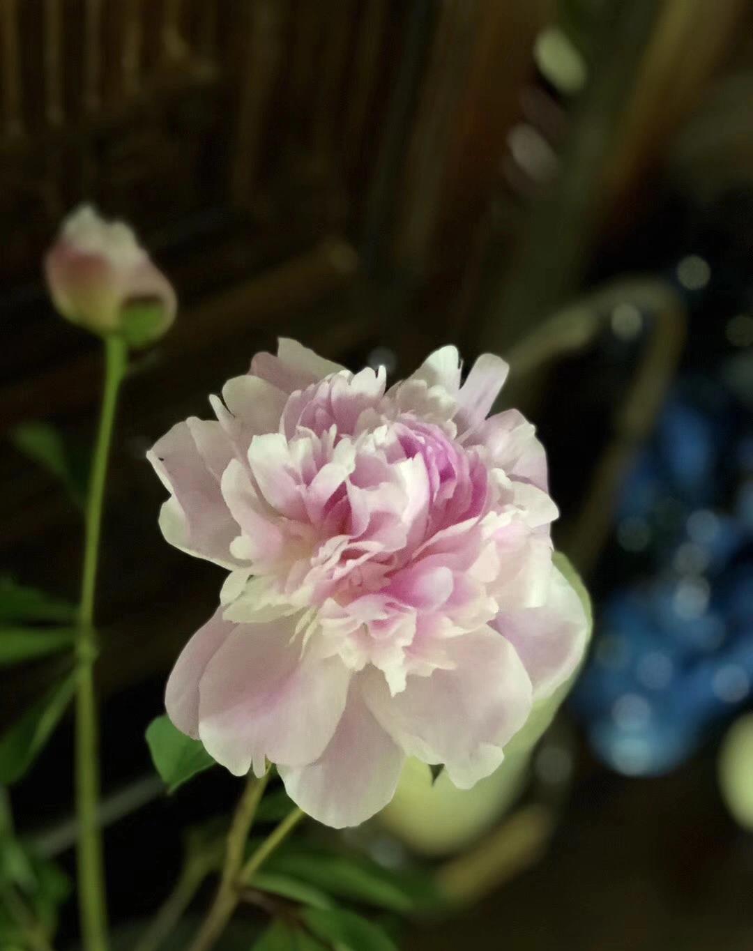 
看着这些花花草草
想起林清玄《人间有味是清欢》中的一句：
会看花的人，就会看云